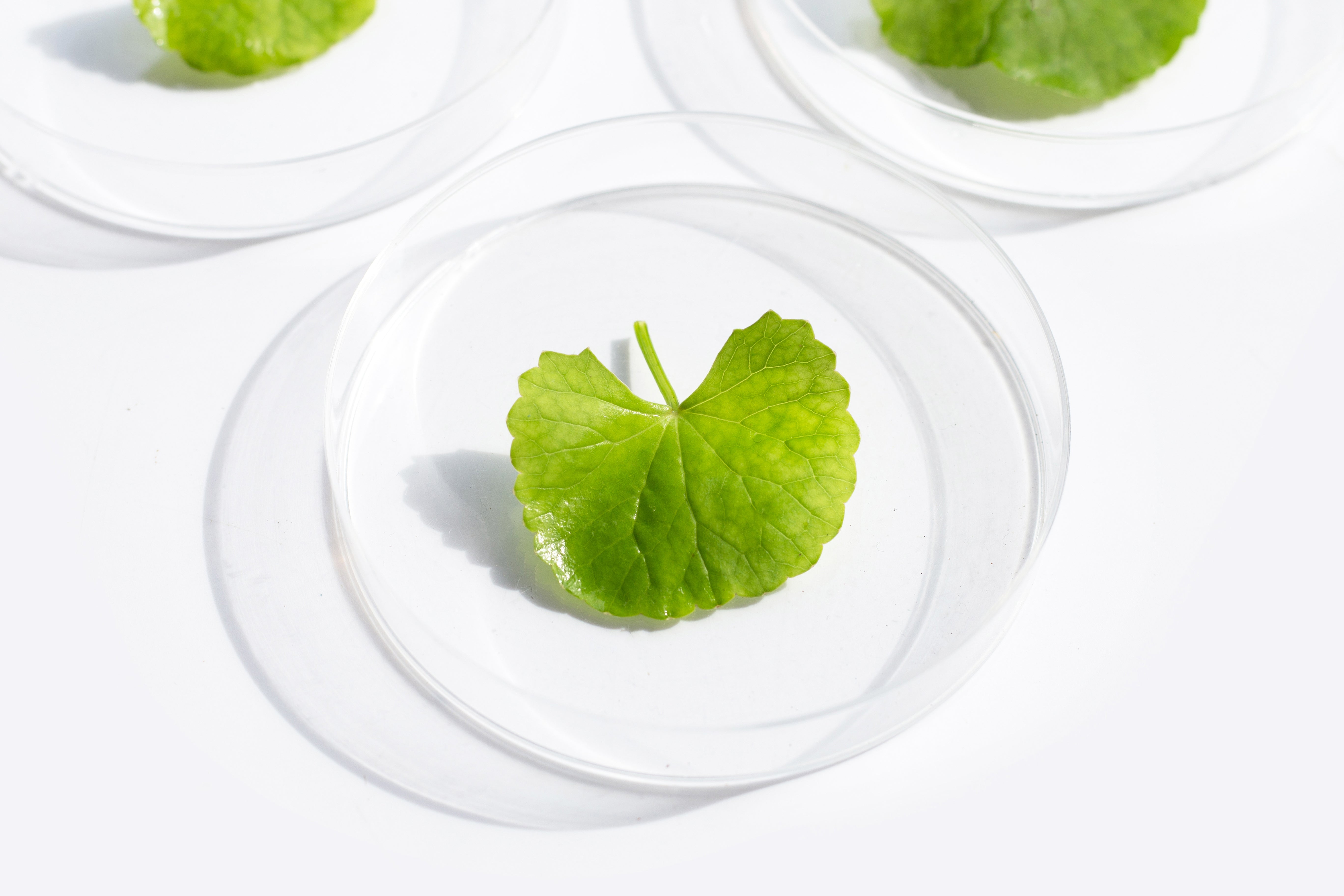 Haruharu Wonder Centella
